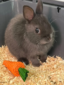 Loughton's bunny rabbit